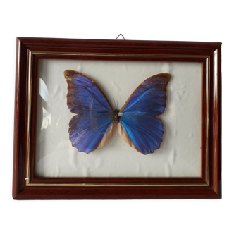 Naturalized vintage butterfly frame