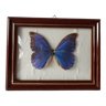 Naturalized vintage butterfly frame