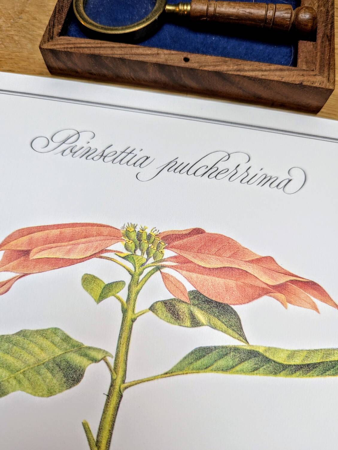 Printed in 1986, the Christmas star. Vintage botanical print.