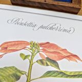 Printed in 1986, the Christmas star. Vintage botanical print.