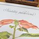 Printed in 1986, the Christmas star. Vintage botanical print.