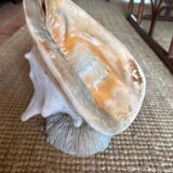 Extra large sea snail shell