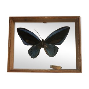 oiseau sous verre bleu