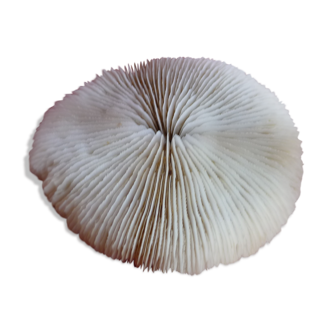 Ancient coral in perfect conditions