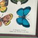 Affiche, planche papillons par l’imagerie d’Epinal