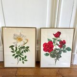 Pair of vintage botanical plates
