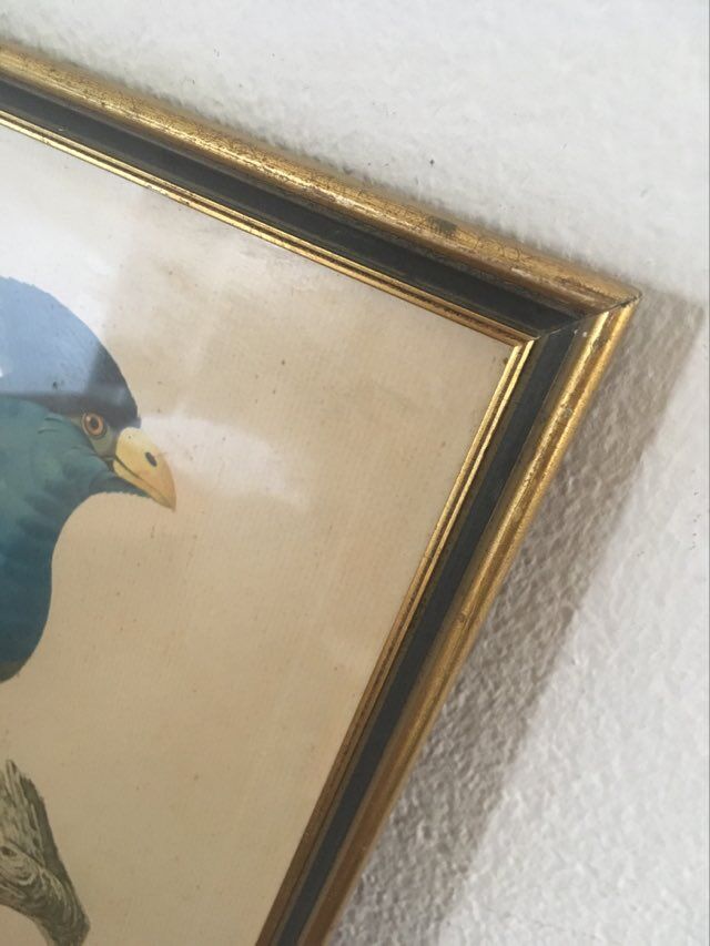 Ornithological board "The Giant Touraco" by Barrabant.