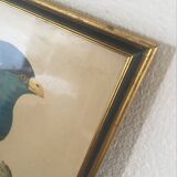 Ornithological board "The Giant Touraco" by Barrabant.