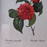 Lithographie Camélia encadré