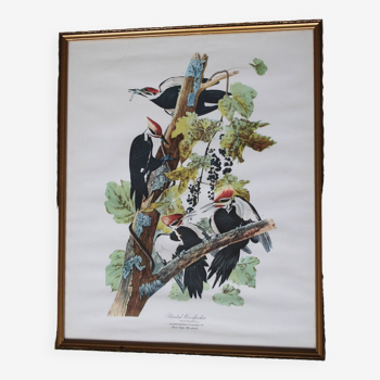 Affiche, illustration, gravure ancienne oiseaux
