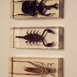 3 insects inclusion under resin