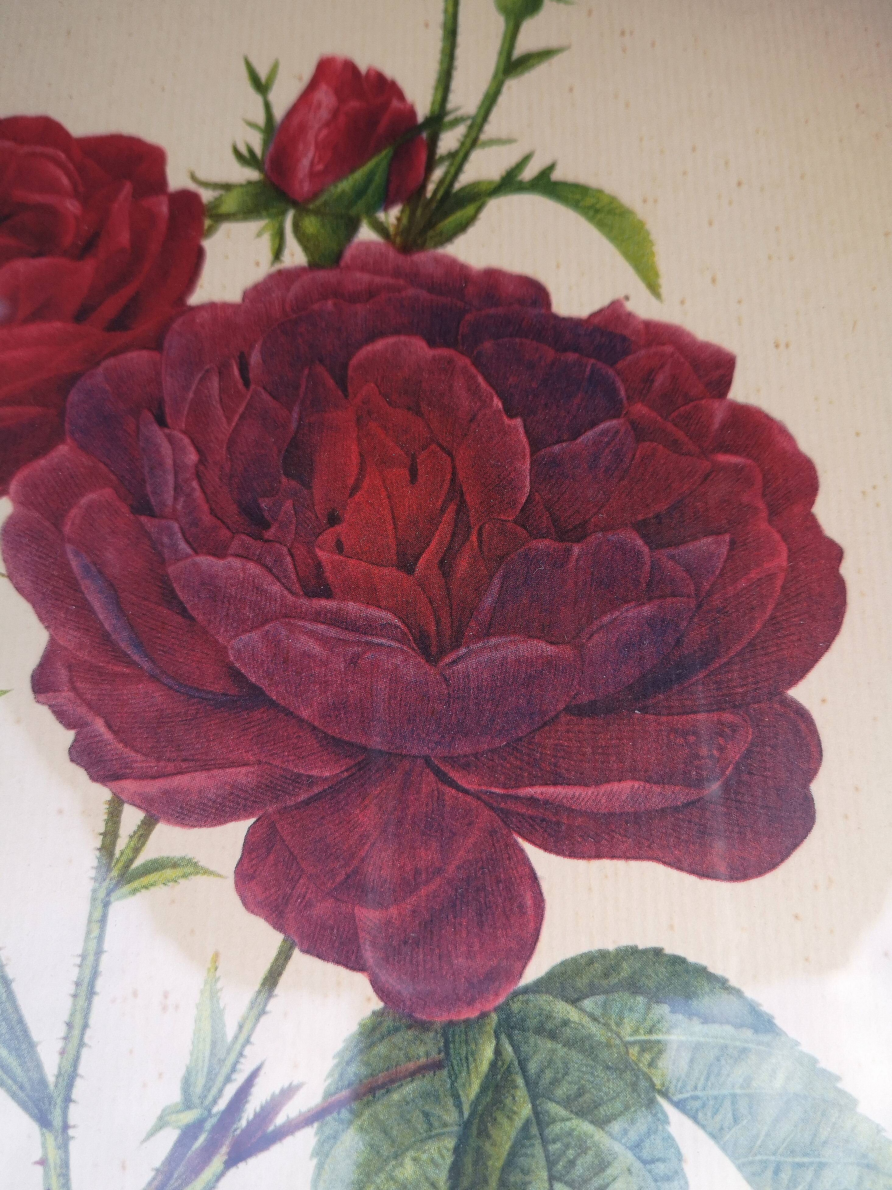 Framed lithograph by Pierre-Joseph Redouté