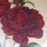 Framed lithograph by Pierre-Joseph Redouté