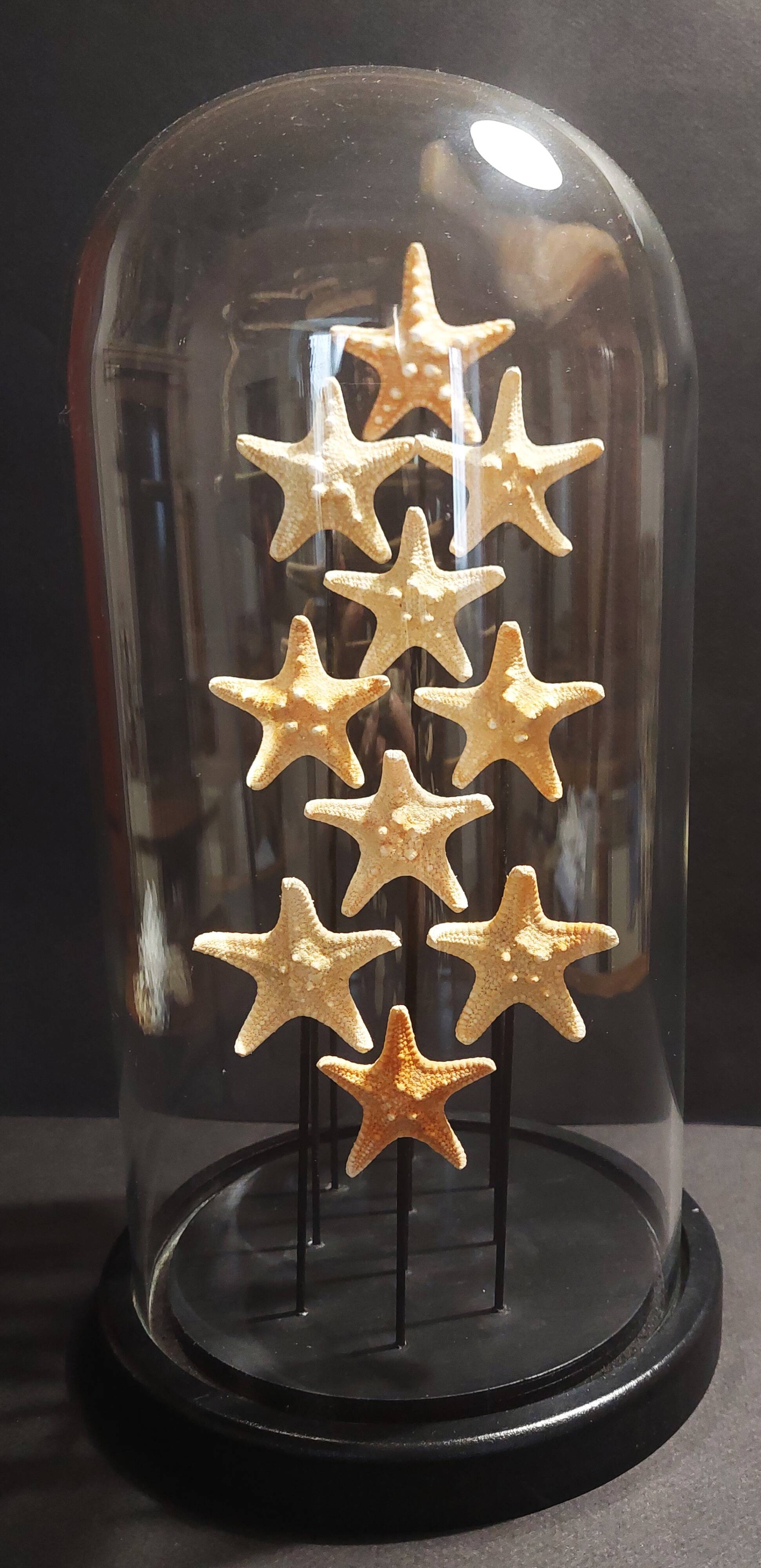 Cabinet de Curiosités globe aux étoiles de mer protoreaster nodosus