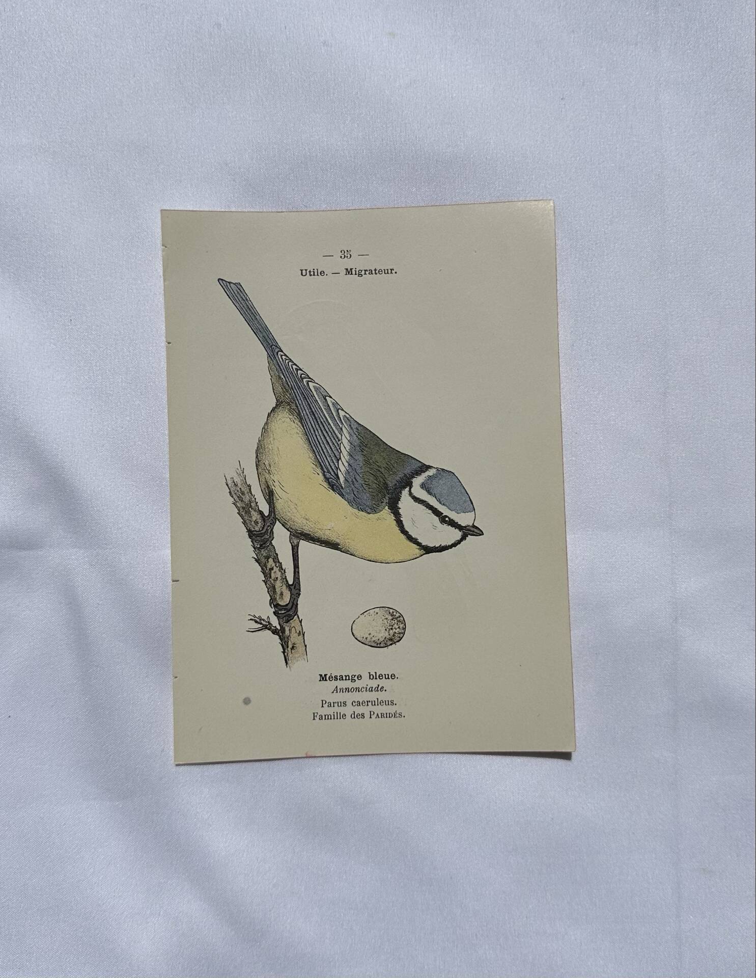 🐦 Botanical Plate Engraving of Birds Naturalist 19th Century Double-sided A