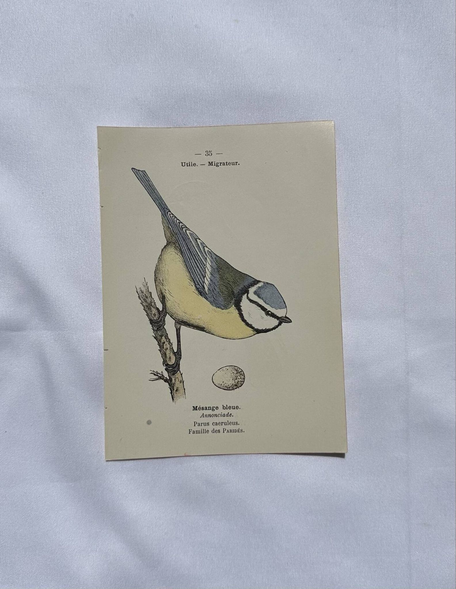 Planche Botanique Gravure oiseaux naturaliste  19eme recto verso  A
