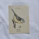 🐦 Botanical Plate Engraving of Birds Naturalist 19th Century Double-sided A