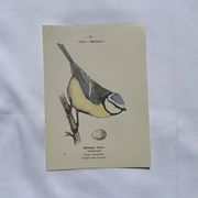 Planche Botanique Gravure oiseaux naturaliste  19eme recto verso  A