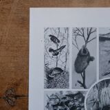 Original lithographs of birds and nests