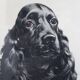 Animal portrait, painting signed by Jean Rivet, 1960s
