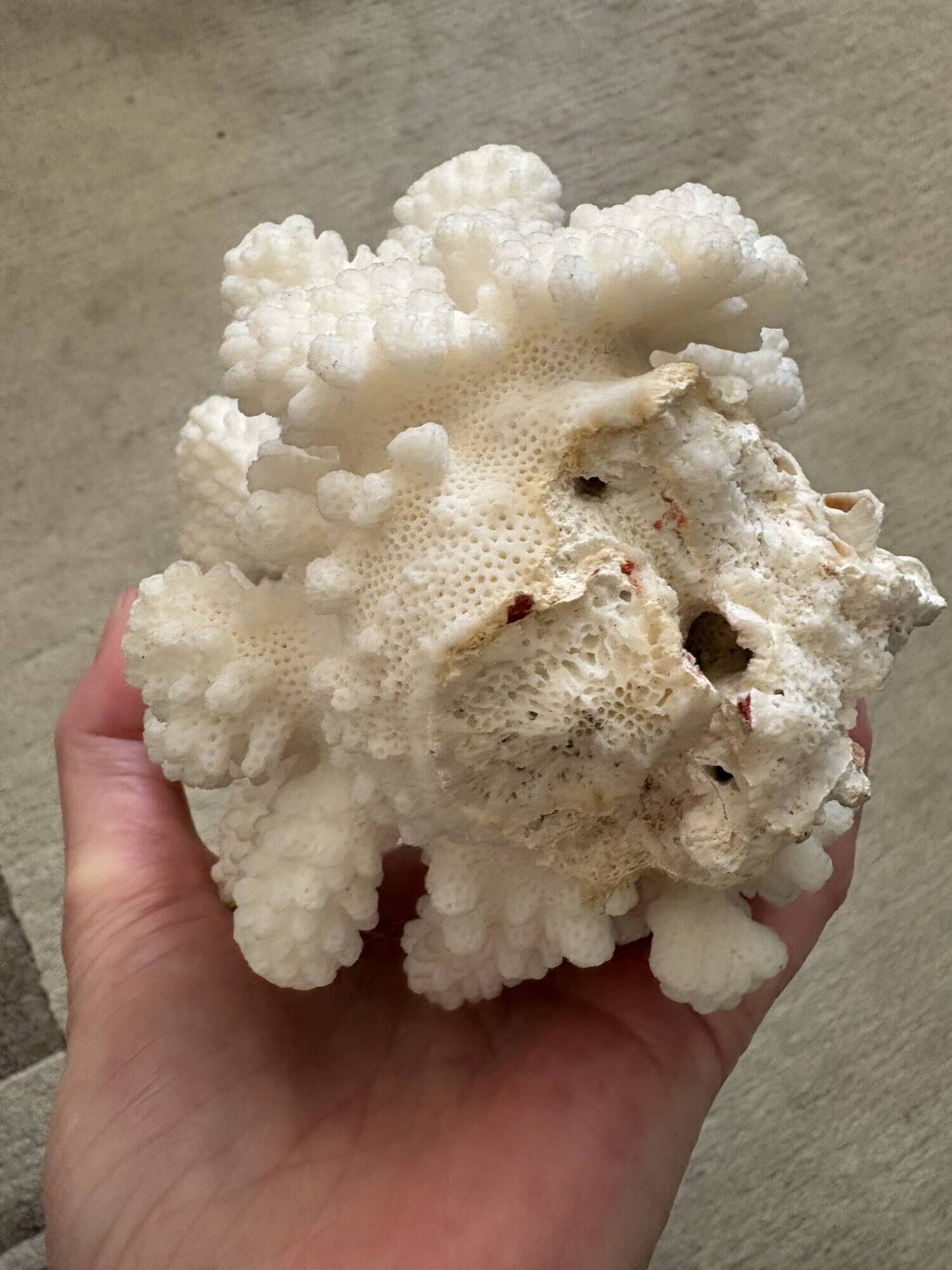 Branch coral