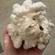Branch coral