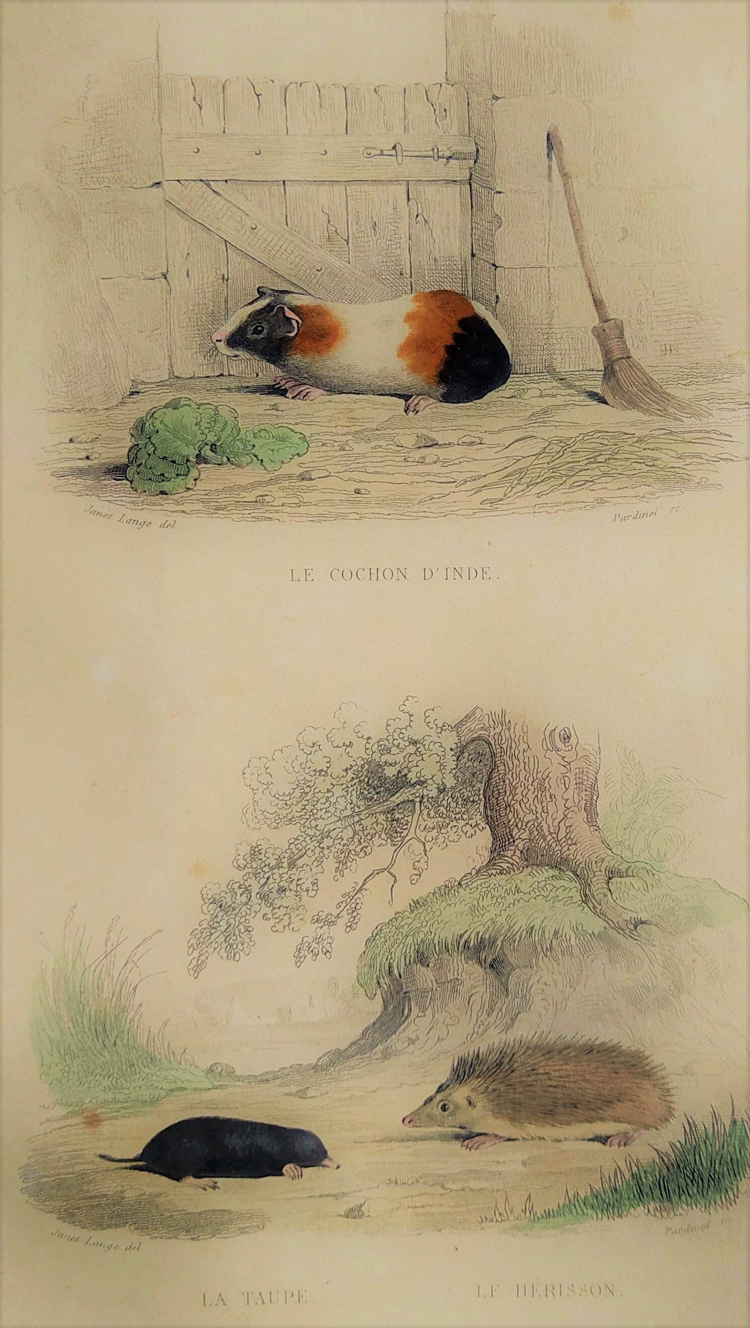 Original Zoological Plate "Guinea Pig, Mole,... - Buffon 1836