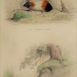 Original Zoological Plate "Guinea Pig, Mole,... - Buffon 1836