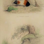 Original Zoological Plate "Guinea Pig, Mole,... - Buffon 1836