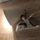 Lamp casserole reader lamp spot with ball joint clip brass vintage