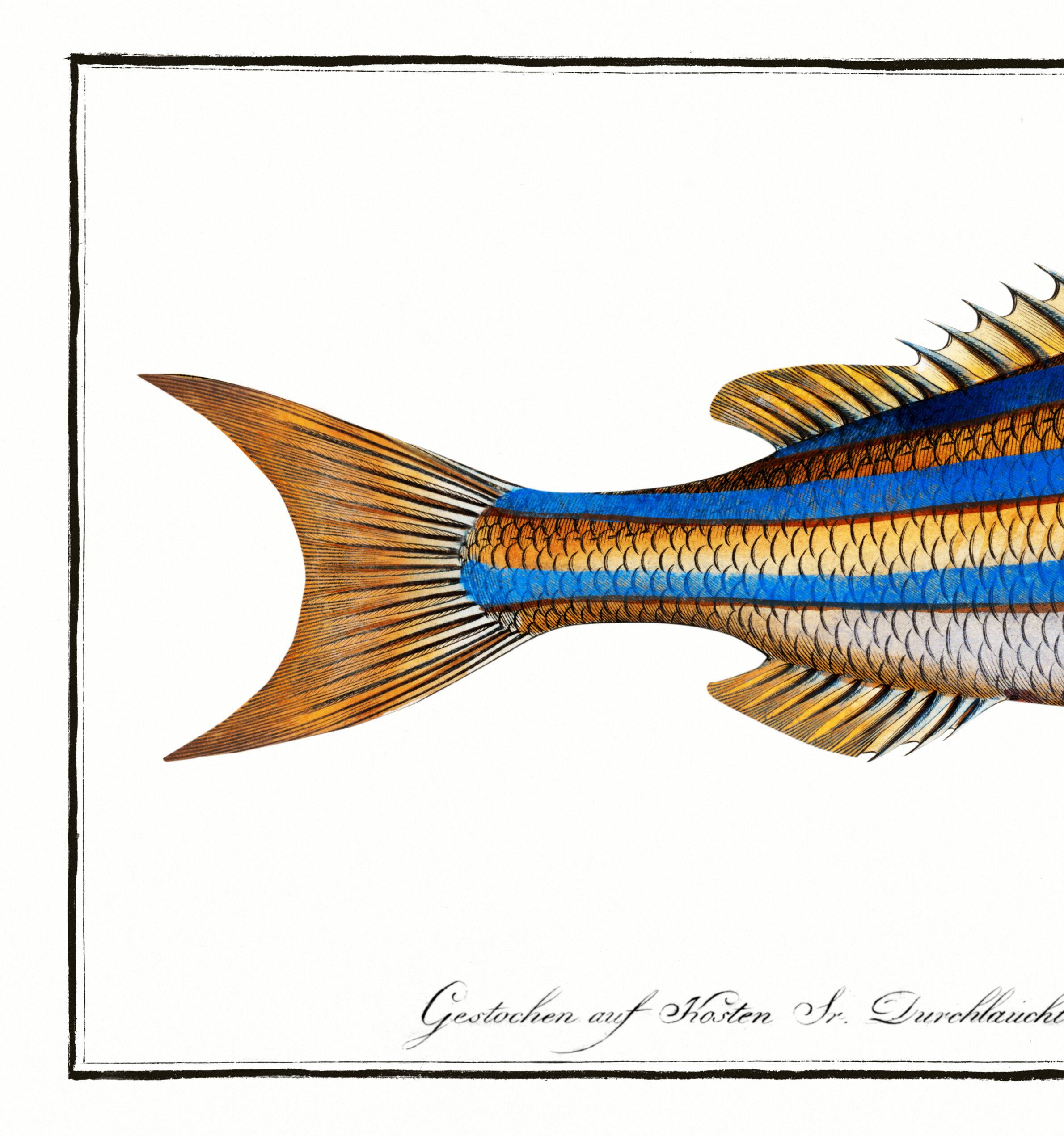 Poster of the three-banded pentapod, based on an old engraving