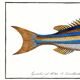 Poster of the three-banded pentapod, based on an old engraving