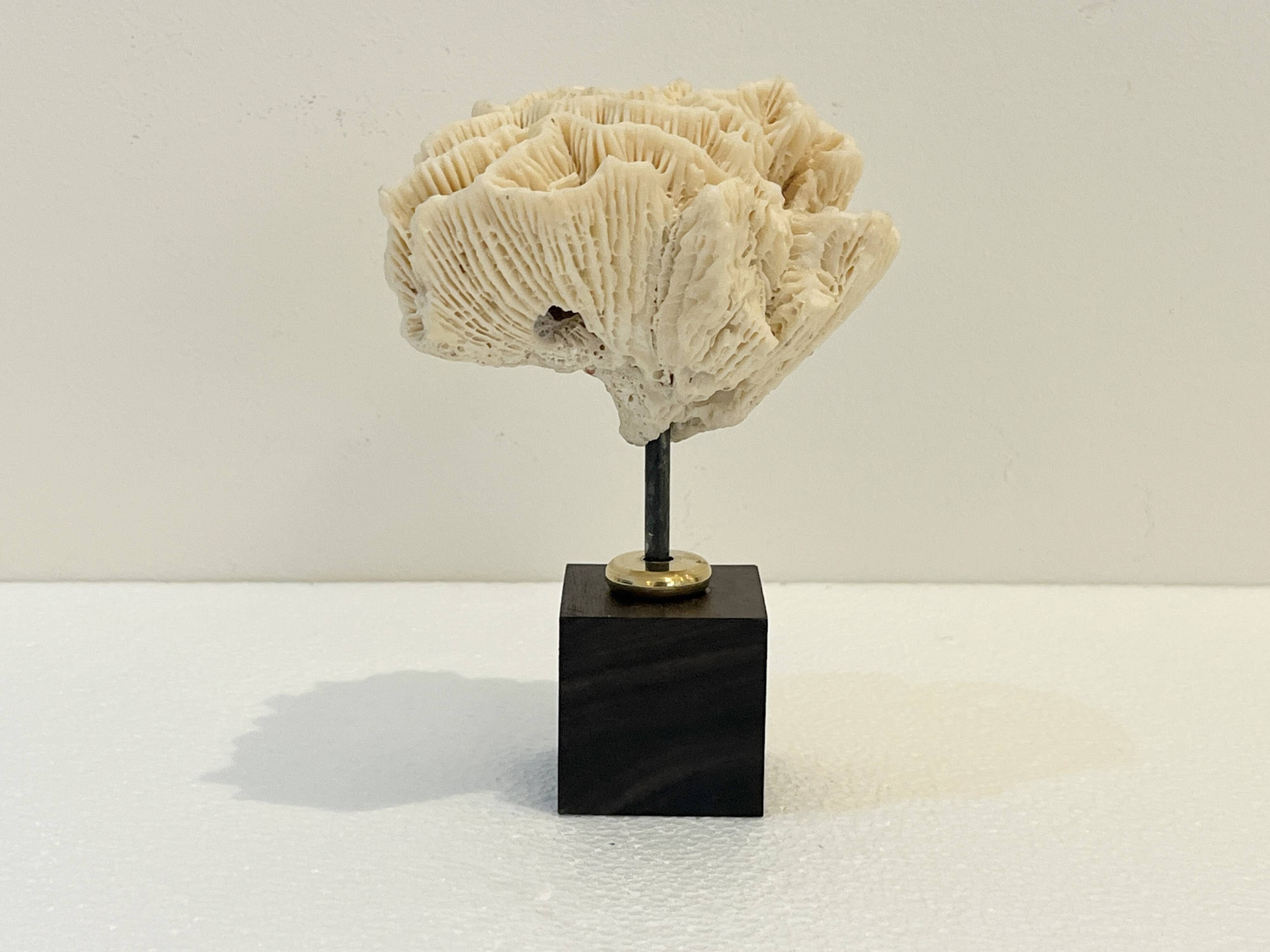 Antique natural white fossil coral on wooden base cabinet of curiosities