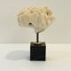 Antique natural white fossil coral on wooden base cabinet of curiosities