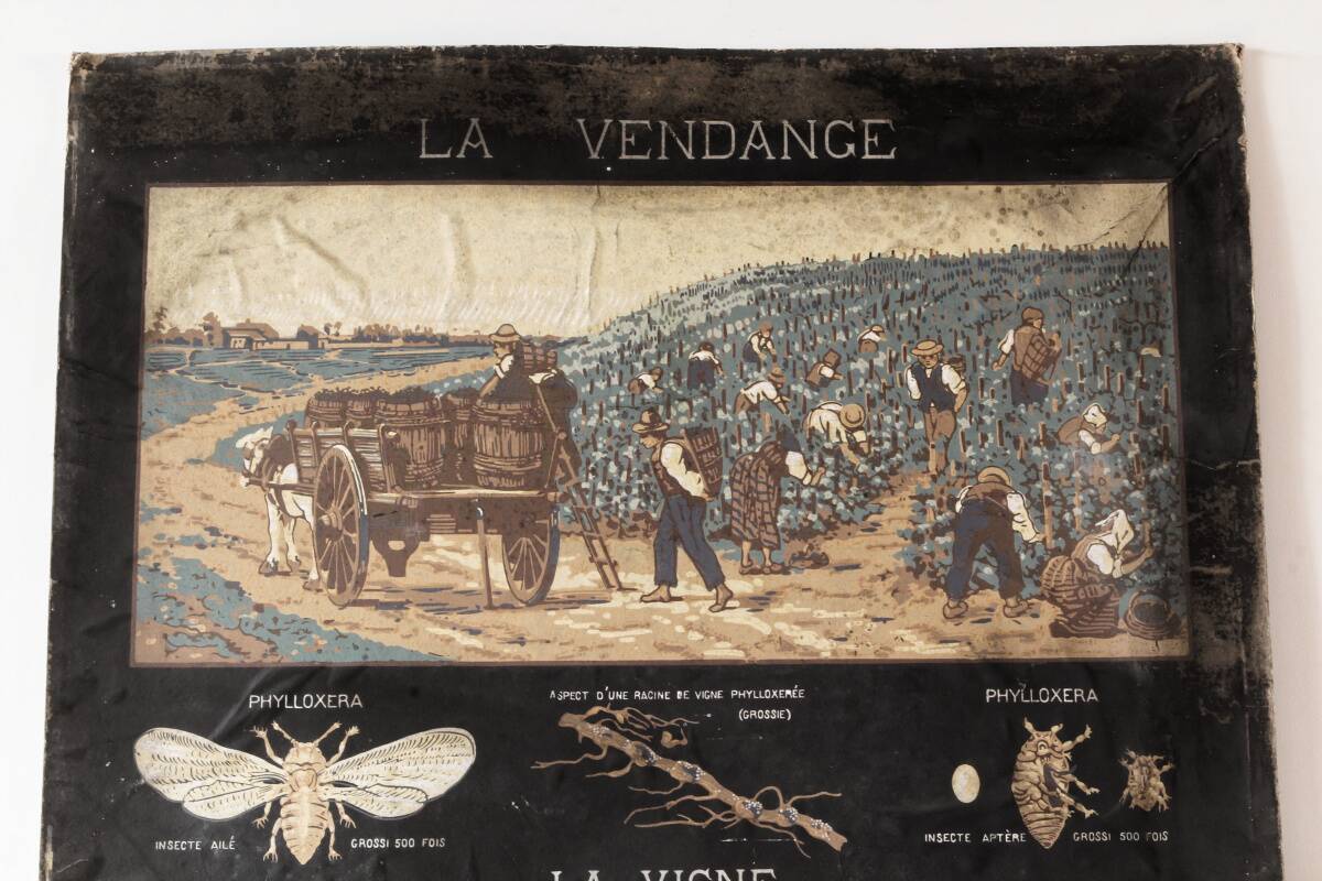 Affiche pédagogique "la vendange", Armengaud Ainé, 1880