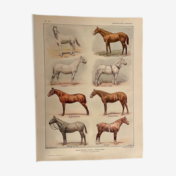Lithographie sur les races de chevaux de 1921 (XII)