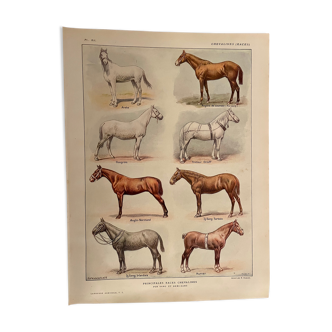 Lithograph on horse breeds from 1921 (XII)