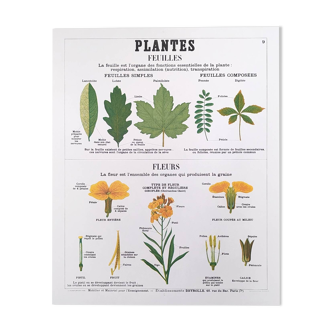 Deyrolle educational poster, Plants Leaves