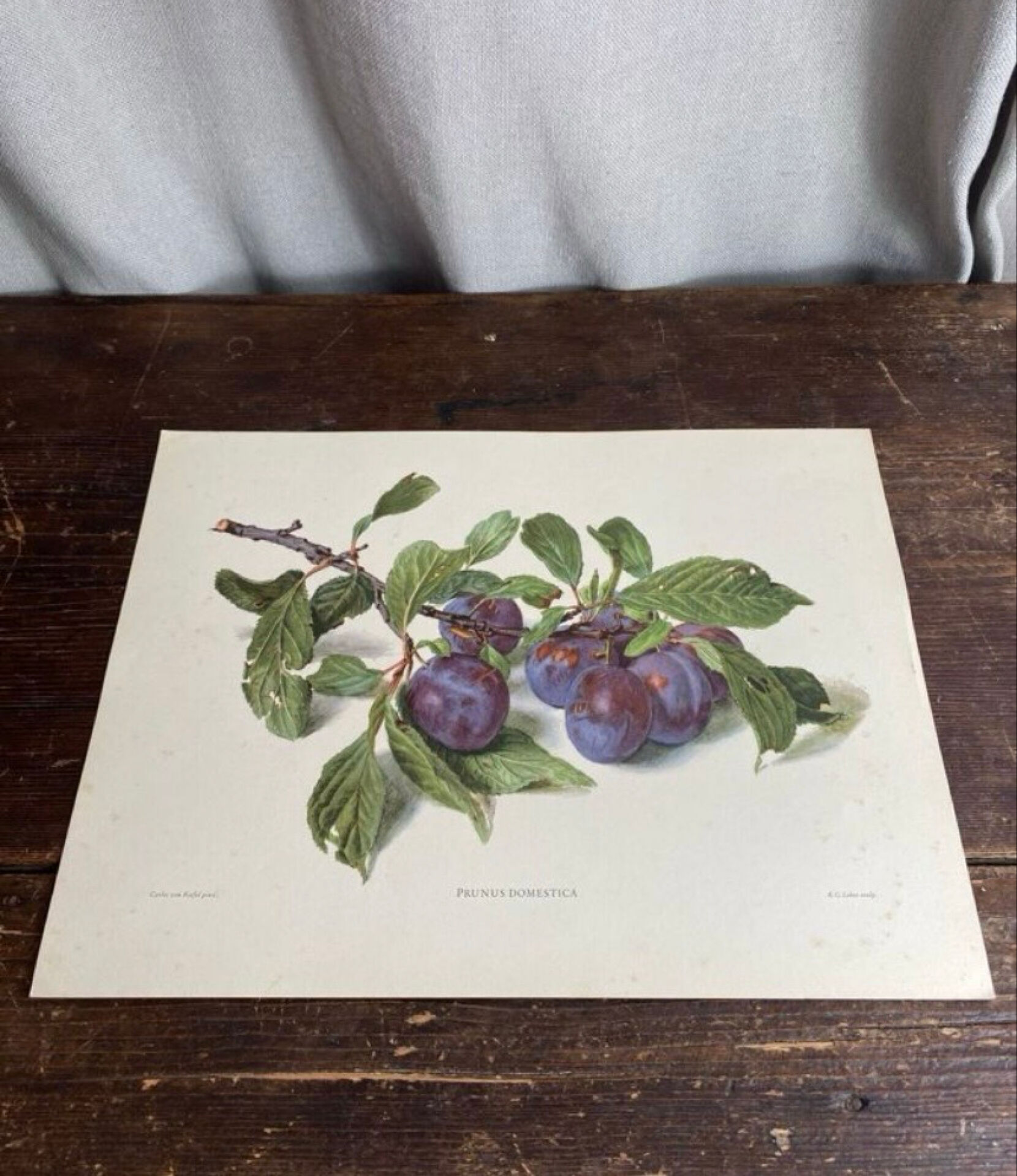 Botanical poster, Prunus Domestica, framed in glass wood.