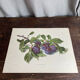 Botanical poster, Prunus Domestica, framed in glass wood.