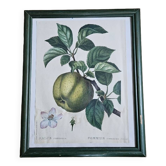 Frame illustration Apple tree