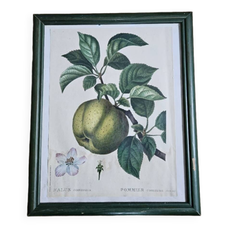 Cadre illustration Pommier