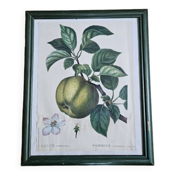 Frame illustration Apple tree