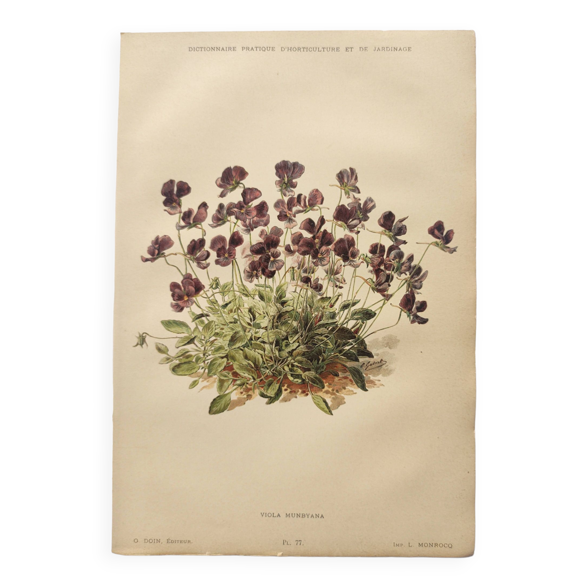 Affiche botanique ancienne - Viola - Gravure de fleur 1899 vintage