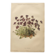 Affiche botanique ancienne - Viola - Gravure de fleur 1899 vintage