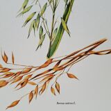 Oat botanical board