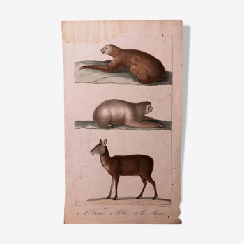 Lithographie fin 19e animaux aquarellés