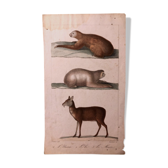 Lithograph late 19th watercolor animals