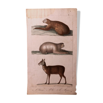 Lithographie fin 19e animaux aquarellés
