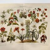 Chromo-lithograph from 1909 - Flower and decorative plants (1) - German plate - Engraving